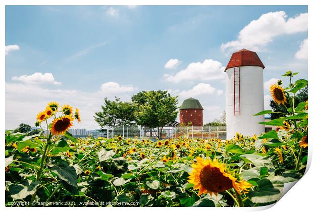 Sunflower field at summer Print by Sanga Park