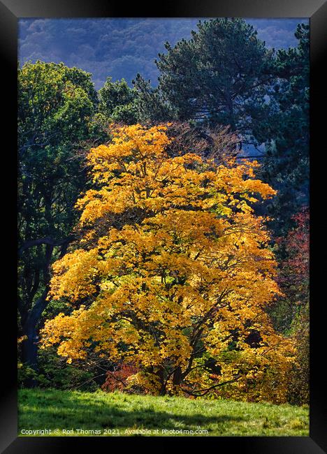 Golden Leafed Tree Framed Print by Ron Thomas
