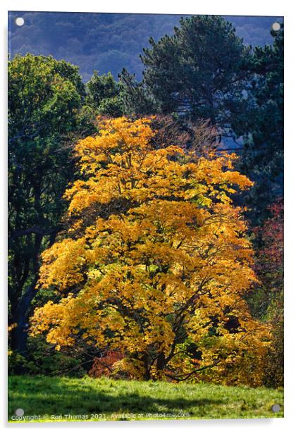 Golden Leafed Tree Acrylic by Ron Thomas
