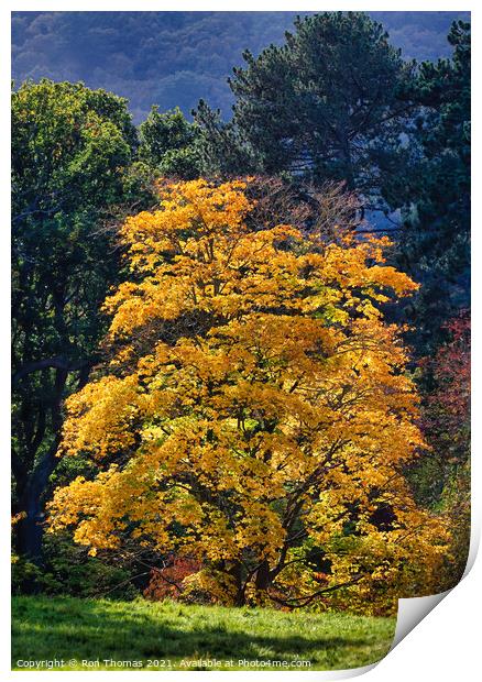 Golden Leafed Tree Print by Ron Thomas