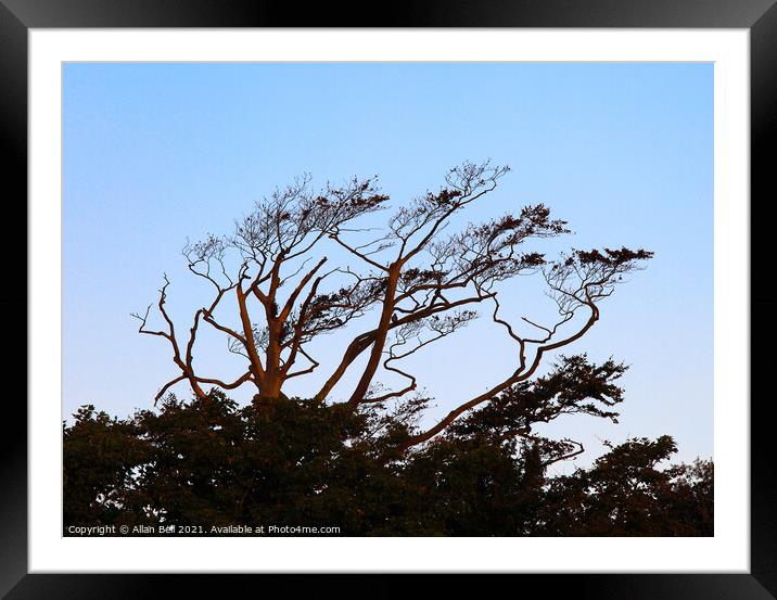 Wind Blown Tree Framed Mounted Print by Allan Bell