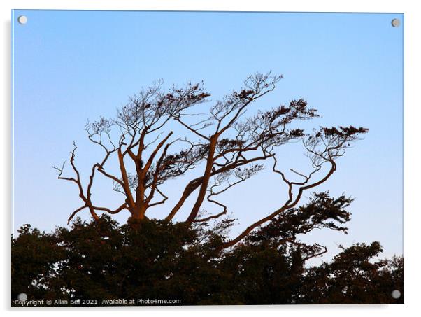 Wind Blown Tree Acrylic by Allan Bell