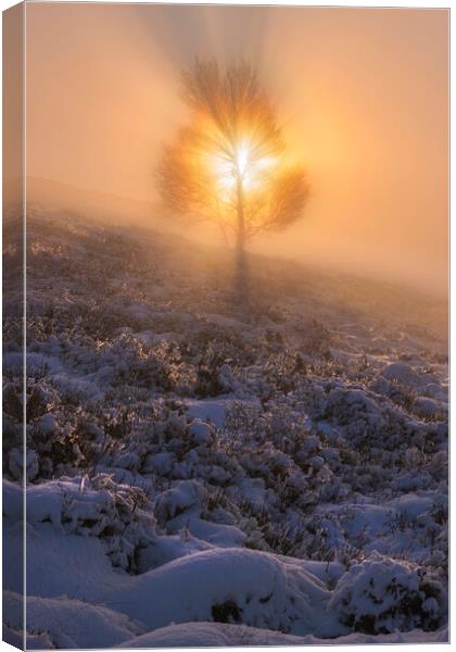 The Tree of Life on Lantern Pike Canvas Print by John Finney