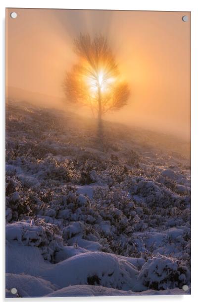 The Tree of Life on Lantern Pike Acrylic by John Finney