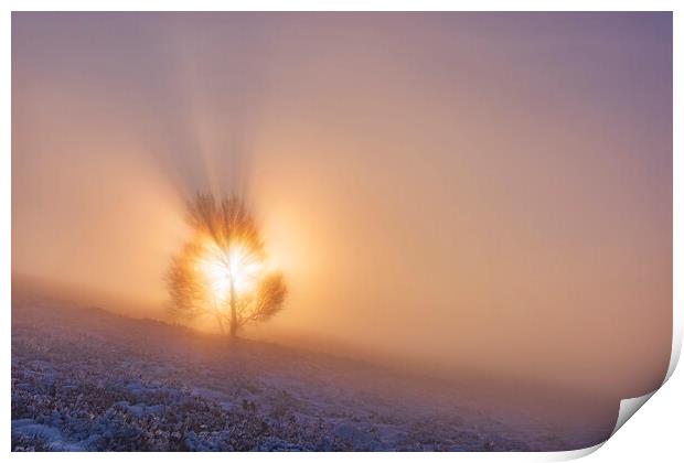 The Tree of Life. Peak District sunrise Print by John Finney