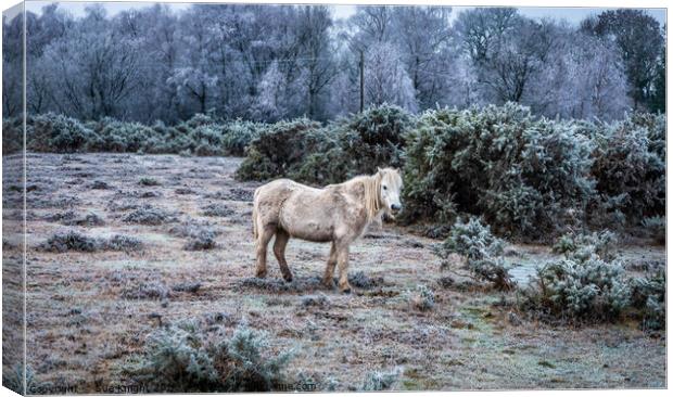 New Forest Pony in a frosty landscape Canvas Print by Sue Knight