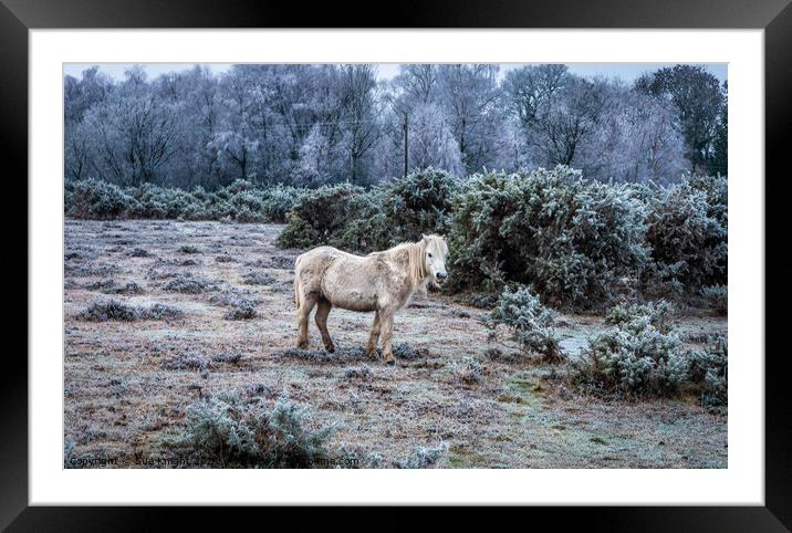 New Forest Pony in a frosty landscape Framed Mounted Print by Sue Knight