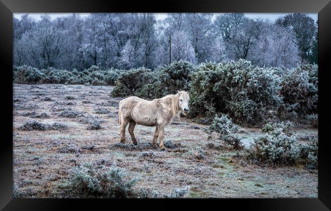 New Forest Pony in a frosty landscape Framed Print by Sue Knight