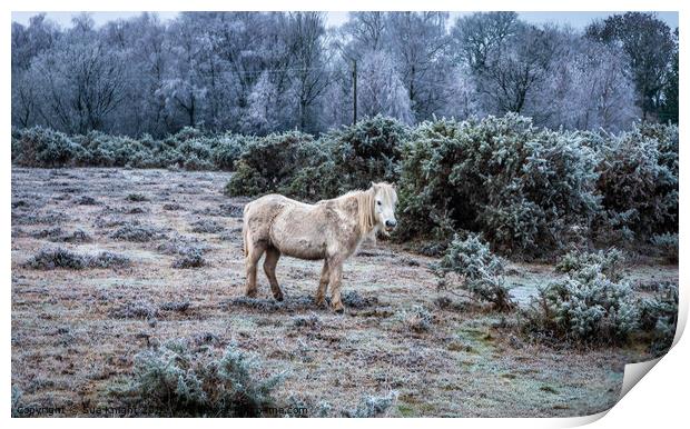 New Forest Pony in a frosty landscape Print by Sue Knight