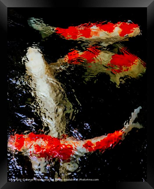 Fish in the Koi Pond Framed Print by Panas Wiwatpanachat