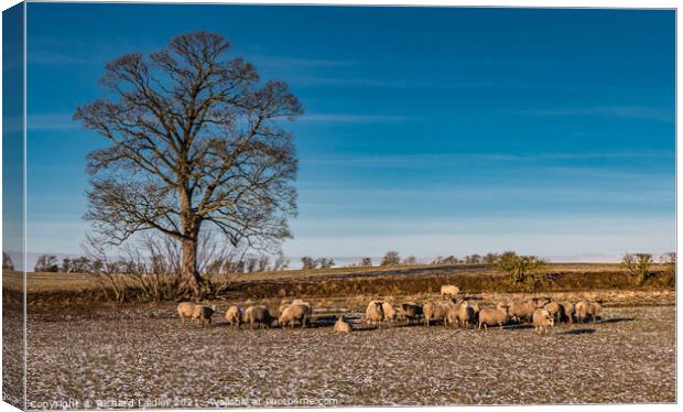 Winter Feeding at Hutton Hall Farm Canvas Print by Richard Laidler