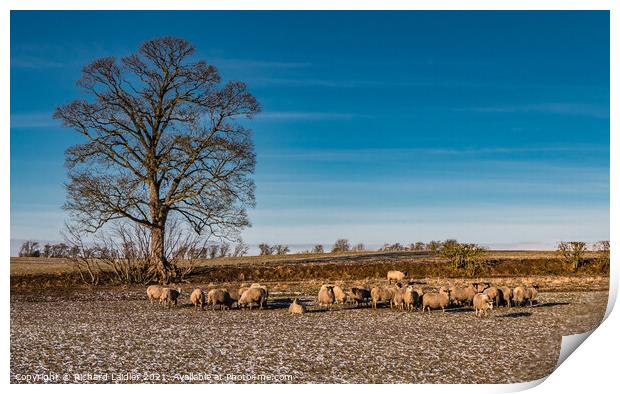 Winter Feeding at Hutton Hall Farm Print by Richard Laidler