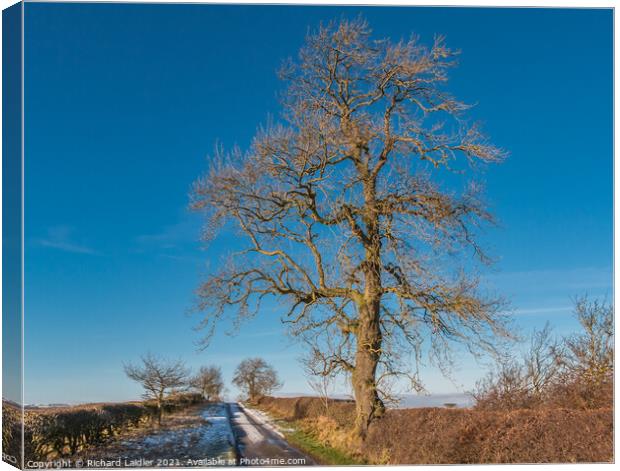 Mature Winter Ash in Strong Sunshine Canvas Print by Richard Laidler