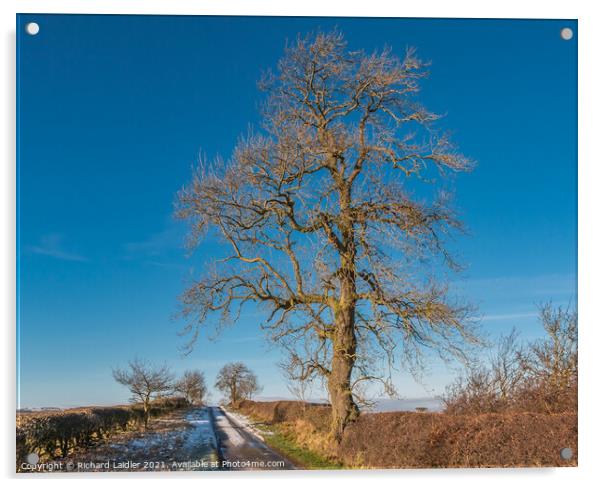 Mature Winter Ash in Strong Sunshine Acrylic by Richard Laidler
