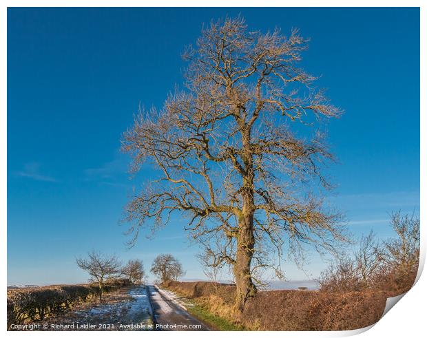 Mature Winter Ash in Strong Sunshine Print by Richard Laidler