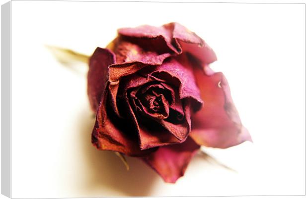 dried rose Canvas Print by rachael hardie