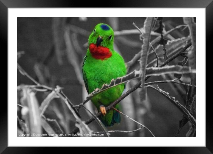 Green bird perched on tree branch Framed Mounted Print by Jacqueline Jones