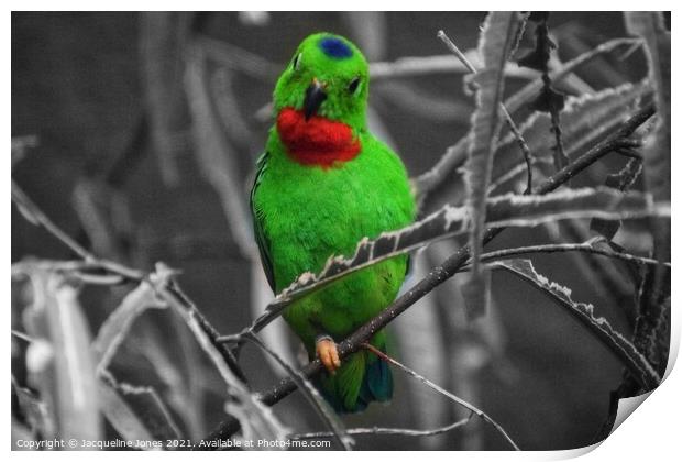 Green bird perched on tree branch Print by Jacqueline Jones