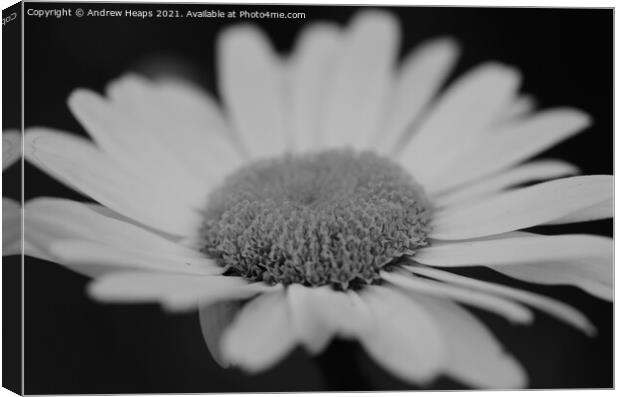 Dynamic African Daisy Blossom Canvas Print by Andrew Heaps