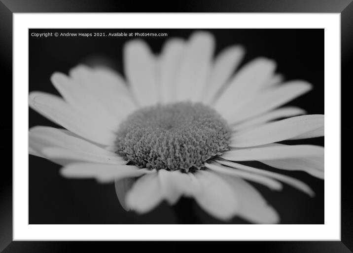 Dynamic African Daisy Blossom Framed Mounted Print by Andrew Heaps