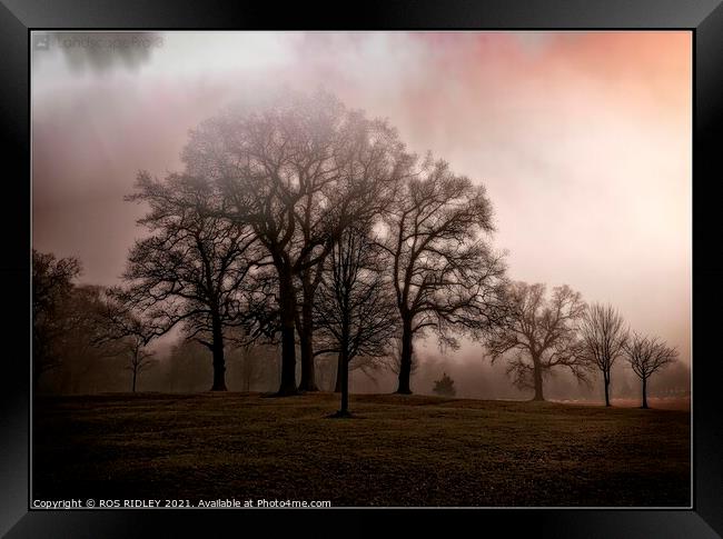  Foggy trees  Wynyard Winter Framed Print by ROS RIDLEY