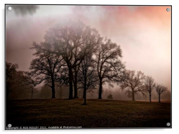  Foggy trees  Wynyard Winter Acrylic by ROS RIDLEY
