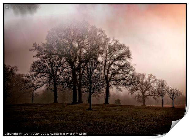  Foggy trees  Wynyard Winter Print by ROS RIDLEY