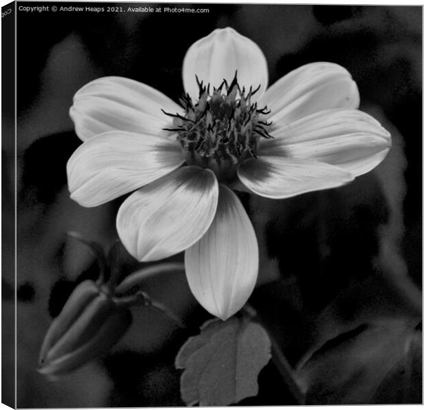 Flower head and petals Monochrome Bloom Canvas Print by Andrew Heaps