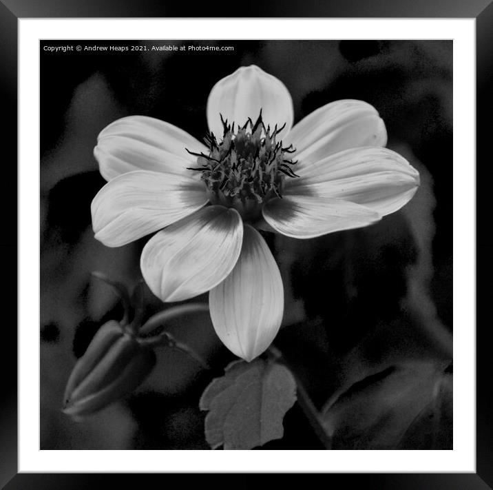 Flower head and petals Monochrome Bloom Framed Mounted Print by Andrew Heaps