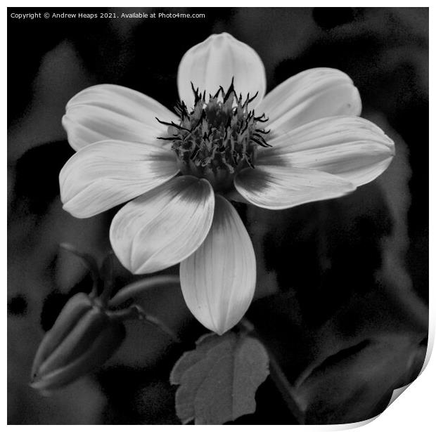 Flower head and petals Monochrome Bloom Print by Andrew Heaps