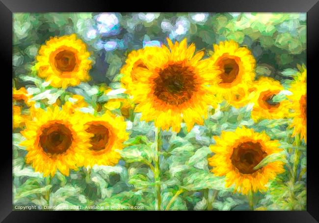 Summer Sunflower Art Framed Print by David Pyatt