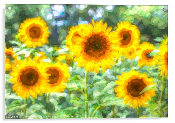 Summer Sunflower Art Acrylic by David Pyatt