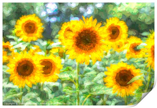 Summer Sunflower Art Print by David Pyatt