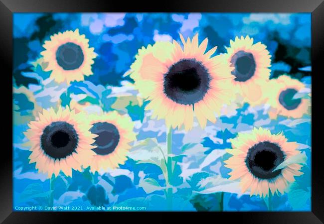 Sunflower Blue Art Framed Print by David Pyatt