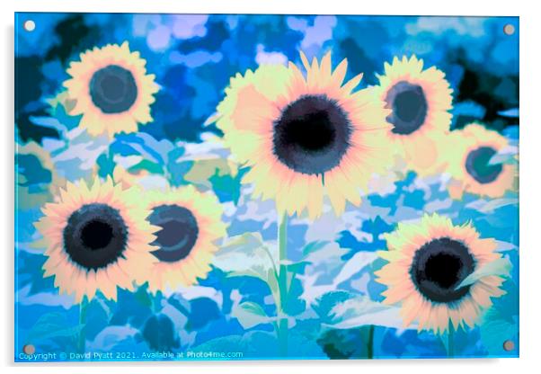 Sunflower Blue Art Acrylic by David Pyatt