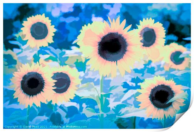 Sunflower Blue Art Print by David Pyatt