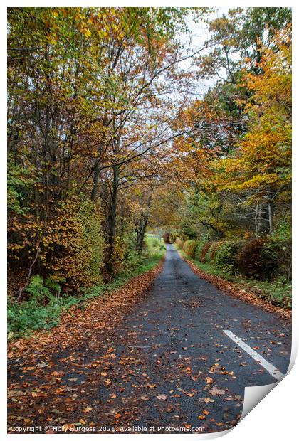 Kielder Forest Drive way in Autumn Northumberland  Print by Holly Burgess