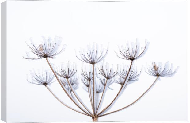 Frozen cow parsley  Canvas Print by Graham Custance