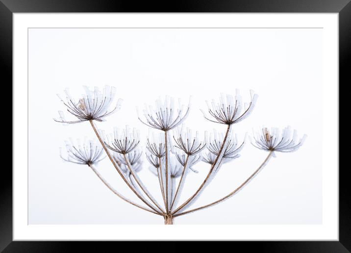 Frozen cow parsley  Framed Mounted Print by Graham Custance