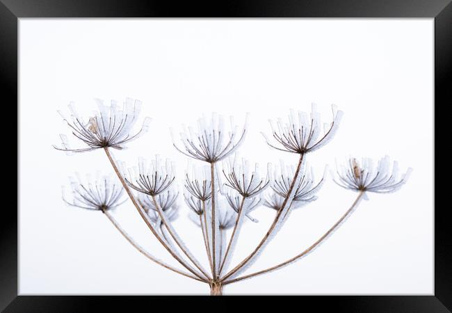 Frozen cow parsley  Framed Print by Graham Custance