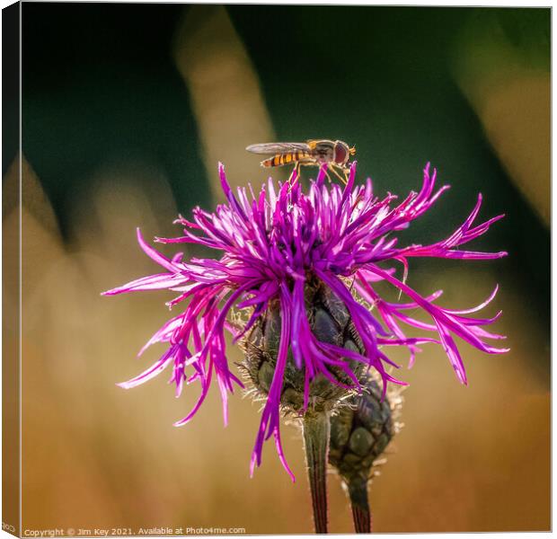 Hoverfly on a Purple Thistle Close Up Canvas Print by Jim Key