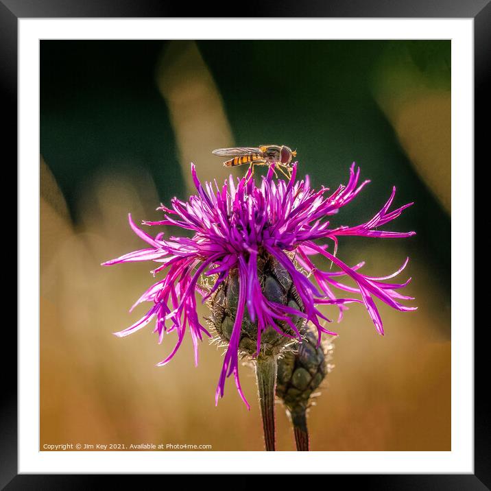 Hoverfly on a Purple Thistle Close Up Framed Mounted Print by Jim Key