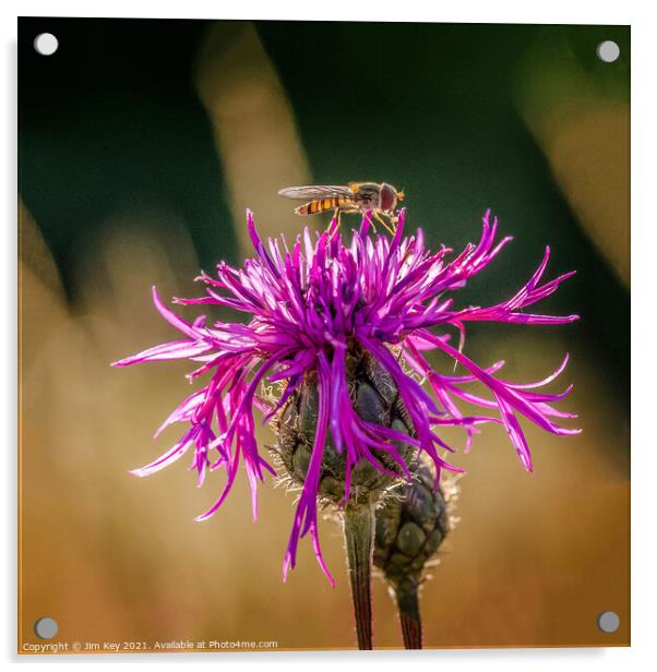 Hoverfly on a Purple Thistle Close Up Acrylic by Jim Key