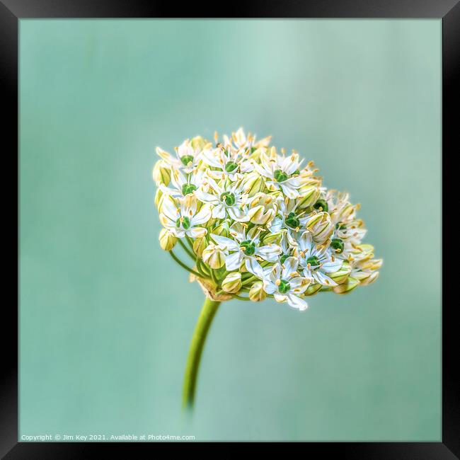 Giant White Allium Digital Closeup Framed Print by Jim Key