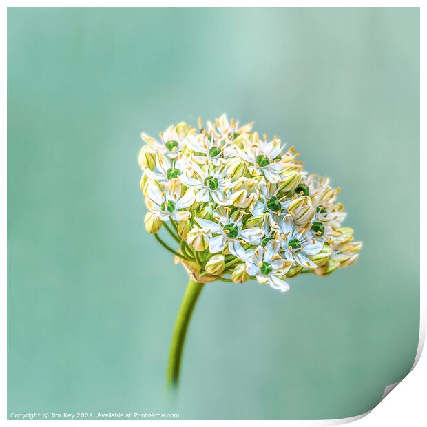 Giant White Allium Digital Closeup Print by Jim Key