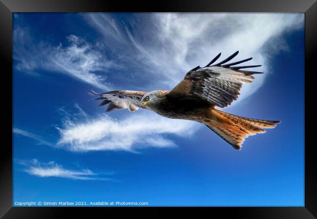 Majestic Red Kite Soaring Freely Framed Print by Simon Marlow