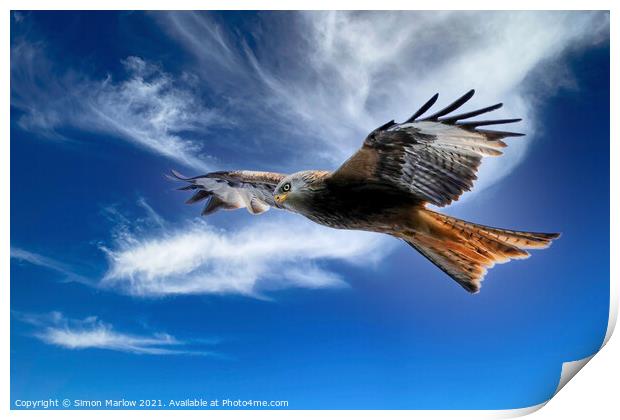 Majestic Red Kite Soaring Freely Print by Simon Marlow