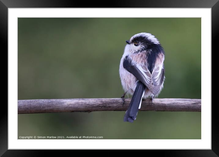 Beautiful detail and colour of a Long Tailed Tit Framed Mounted Print by Simon Marlow