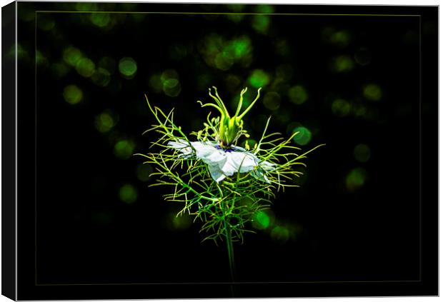 Love-in-a-Mist Canvas Print by Maggie McCall