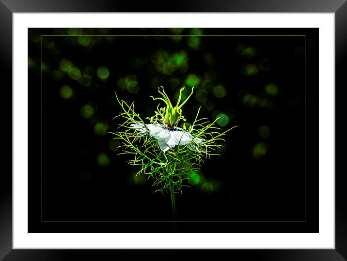 Love-in-a-Mist Framed Mounted Print by Maggie McCall